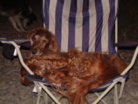 Joey - Barry Mathers (The Cruzeros)'s Irish Setter