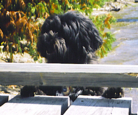 Cassie at the cottage