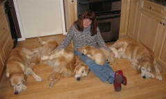 Suzi's extended golden family